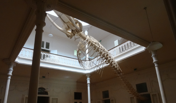 Galeria da Biodiversidade